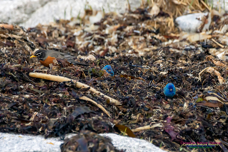 Indigo Bunting 7