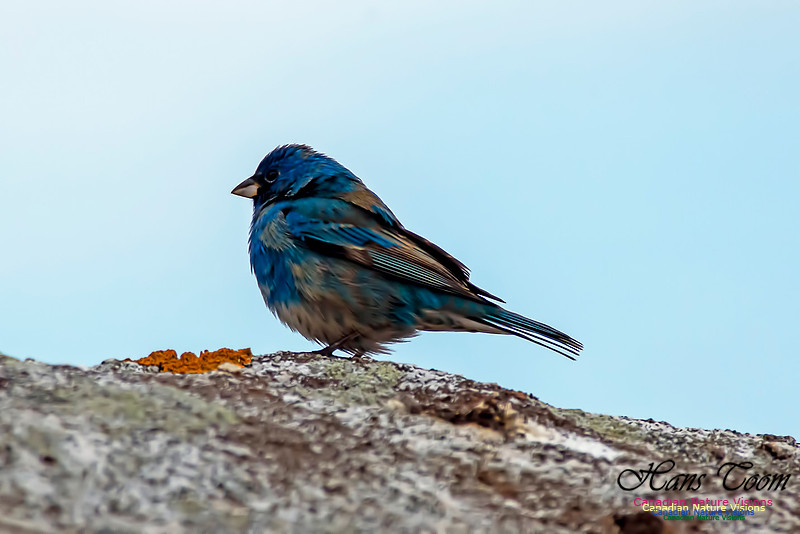 Indigo Bunting 8