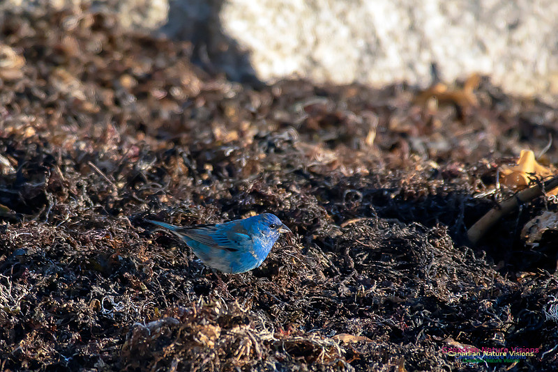 Indigo Bunting 9