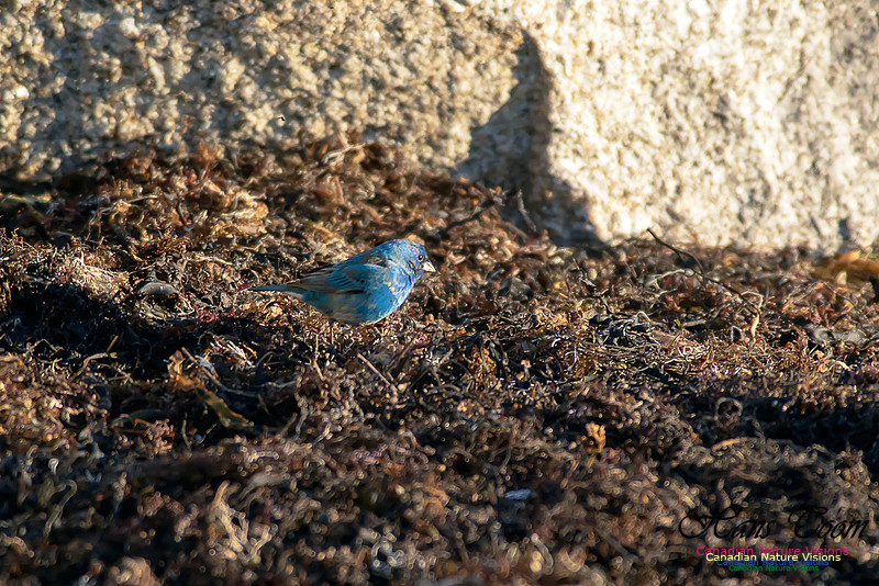 Indigo Bunting 10
