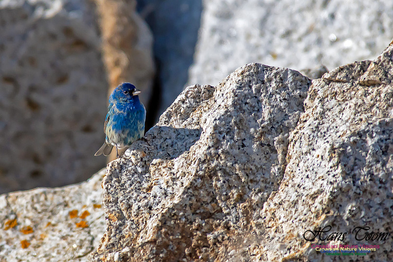 Indigo Bunting 16