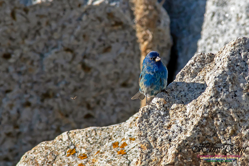 Indigo Bunting 17