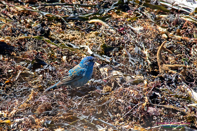 Indigo Bunting 18