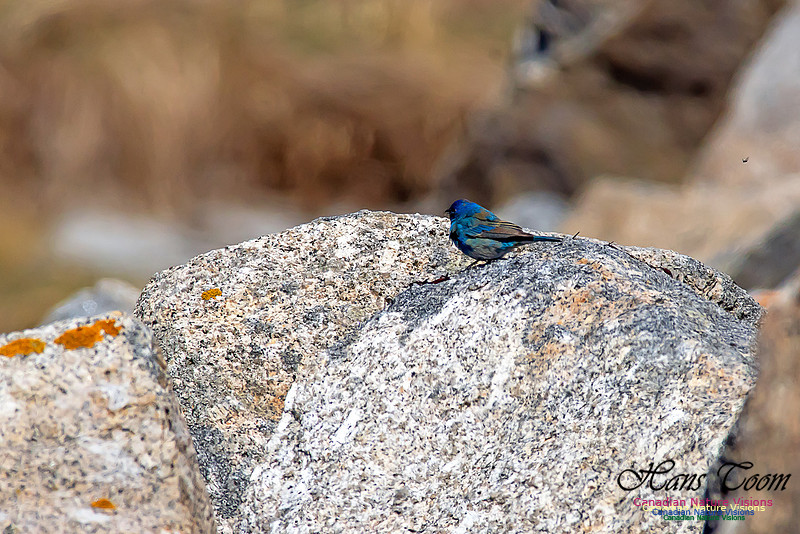Indigo Bunting 19