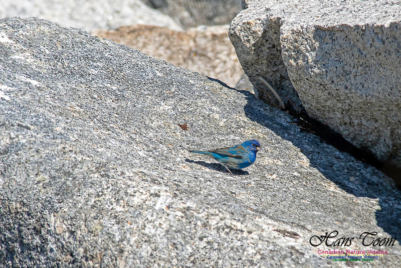 Indigo Bunting 20