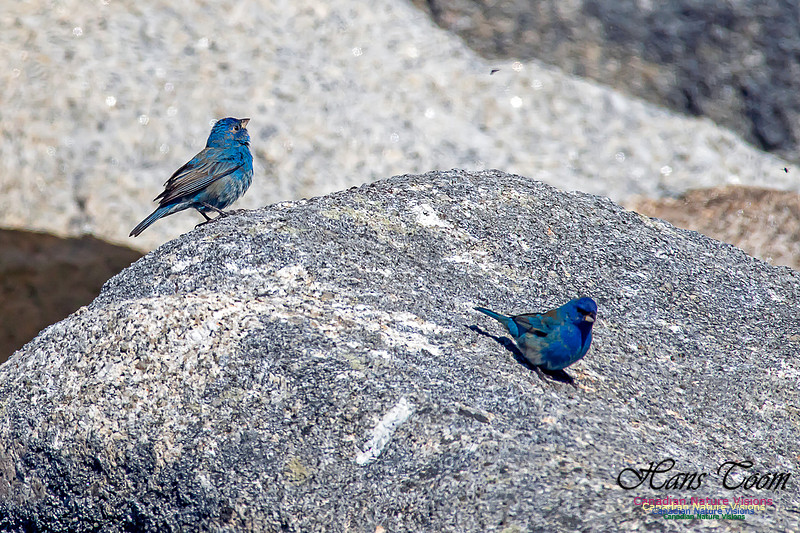 Indigo Bunting 21