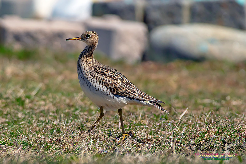 Upland Sandpiper 4