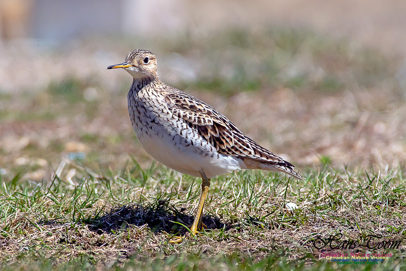 Upland Sandpiper 12