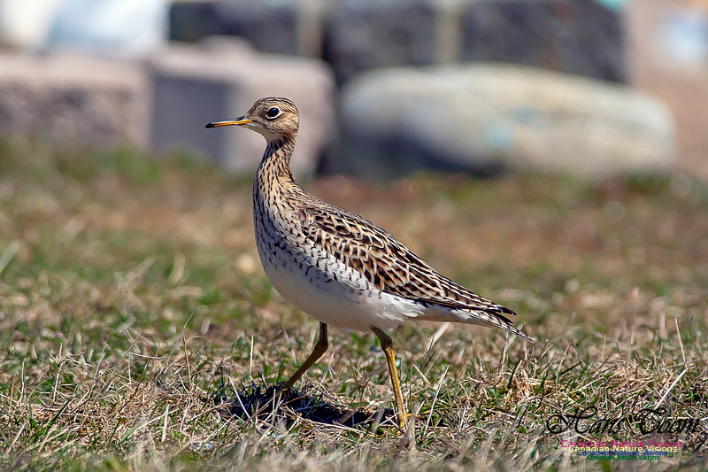 Upland Sandpiper 5