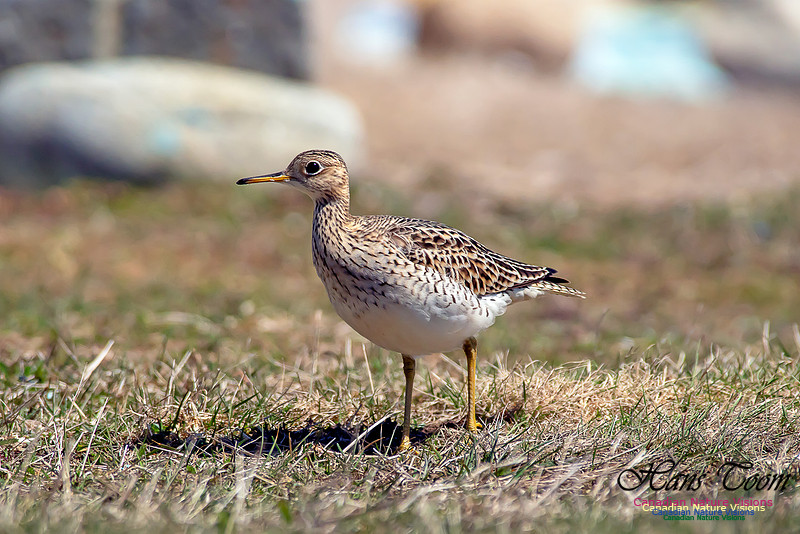 Upland Sandpiper 6