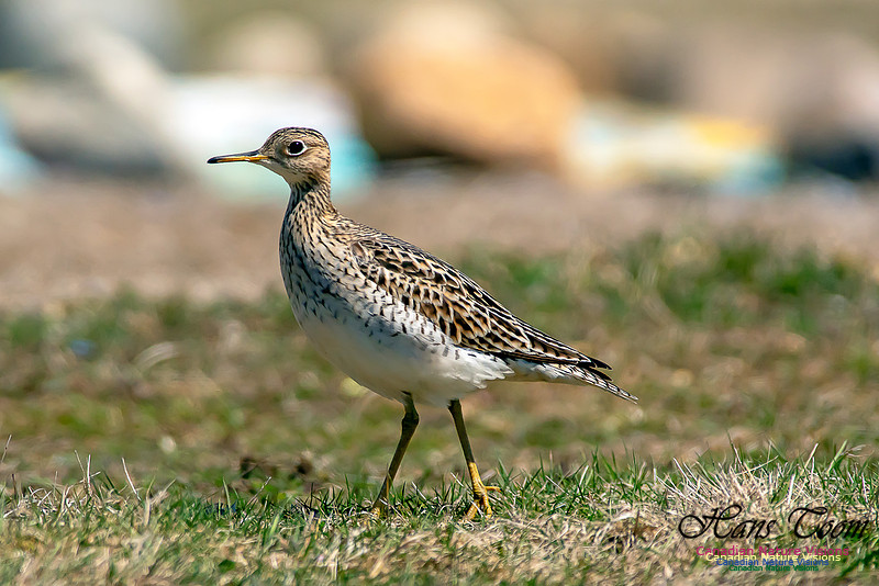 Upland Sandpiper 7