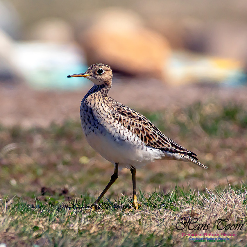 Upland Sandpiper 9
