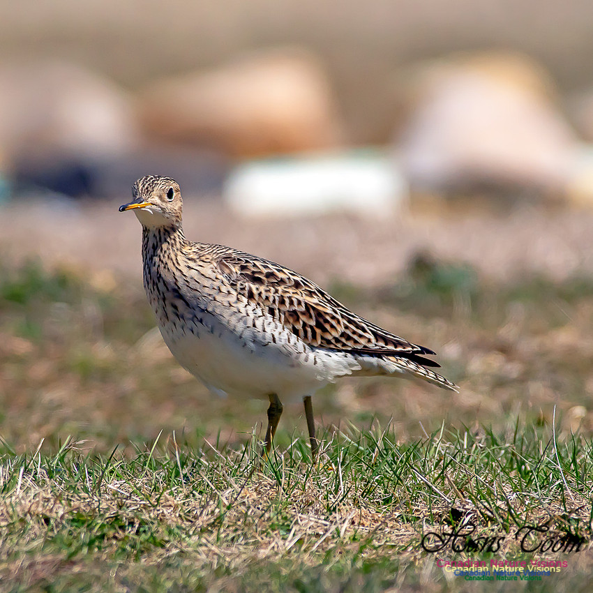 Upland Sandpiper 10