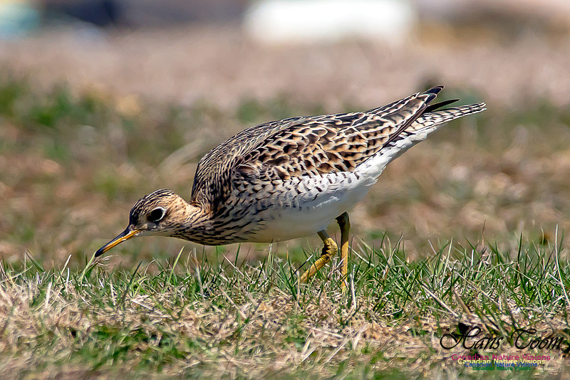 Upland Sandpiper 11