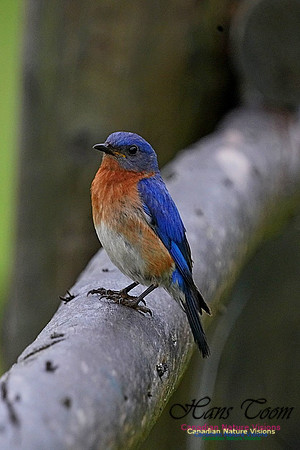 Eastern Bluebird 190
