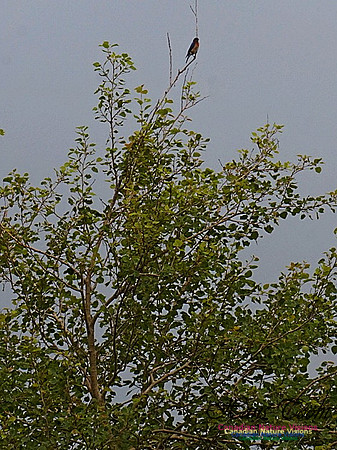 Eastern Bluebird 193