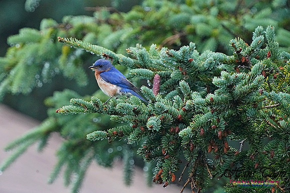 Eastern Bluebird 191