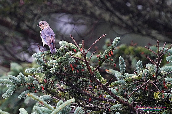 Eastern Bluebird 192