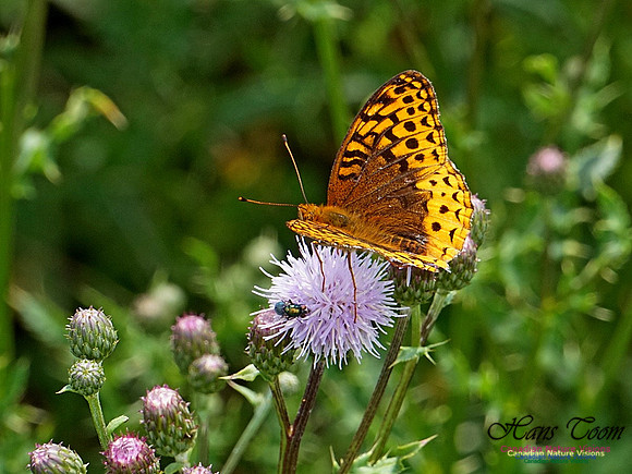 Fritillary and Canada Thistle 190