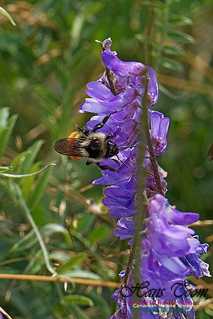 Native Bee 190