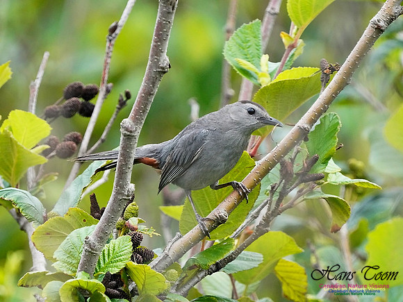 Gray Catbird 190