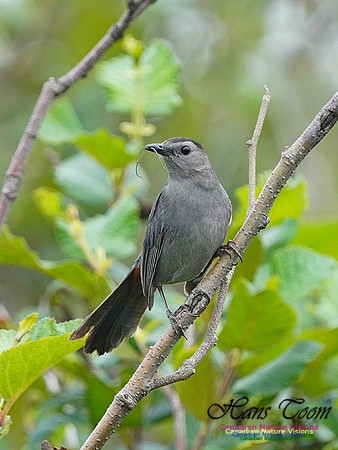 Gray Catbird 191