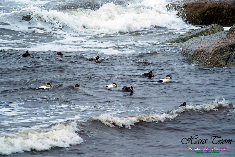 Surfing Eiders 11
