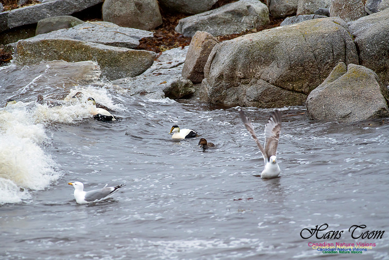 Surfing Eiders 5