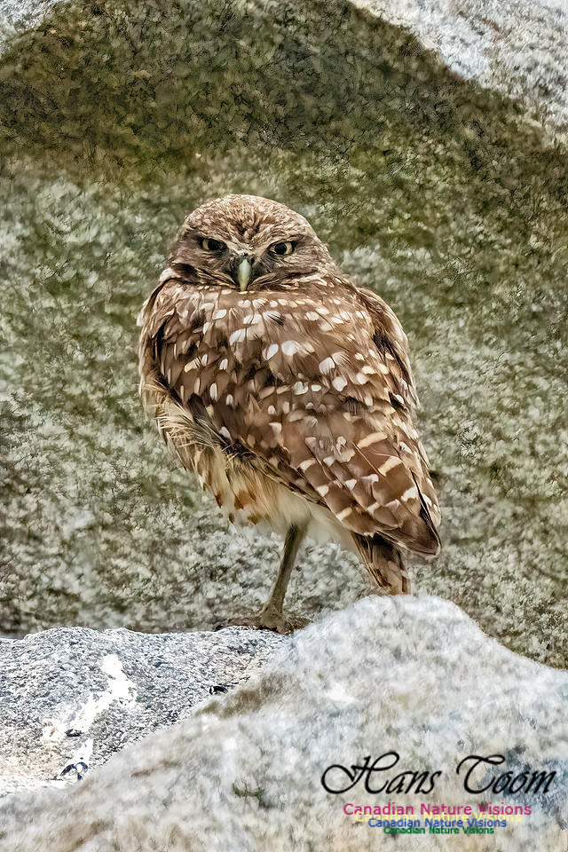 Burrowing Owl 113