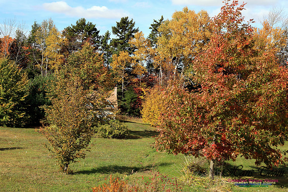 Maple Forest Fall Colours 2016