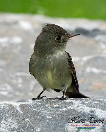 Eastern Wood-pewee 102