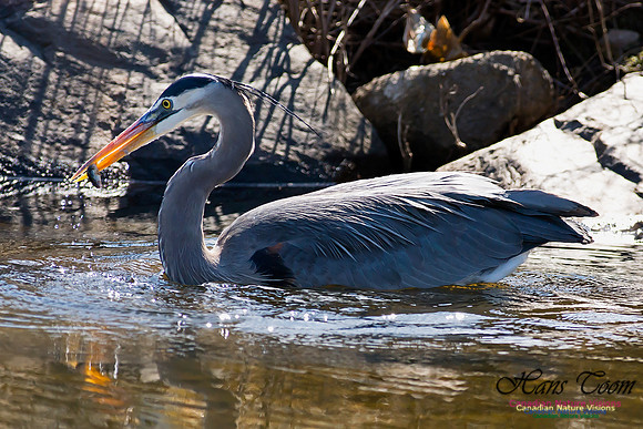 Great Blue Heron
