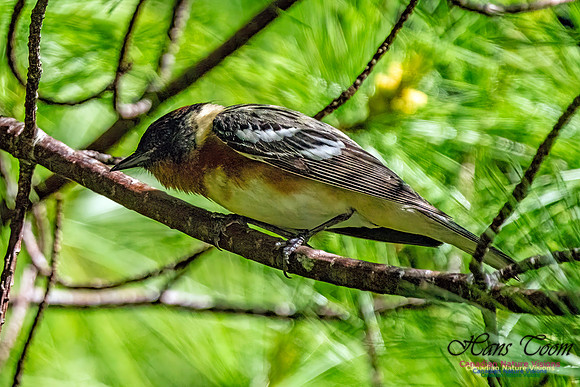 Bay-breasted Warbler 204
