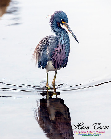 Tricoloured Heron 64