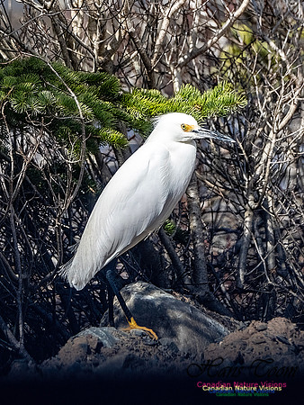 Snowy Egret 105