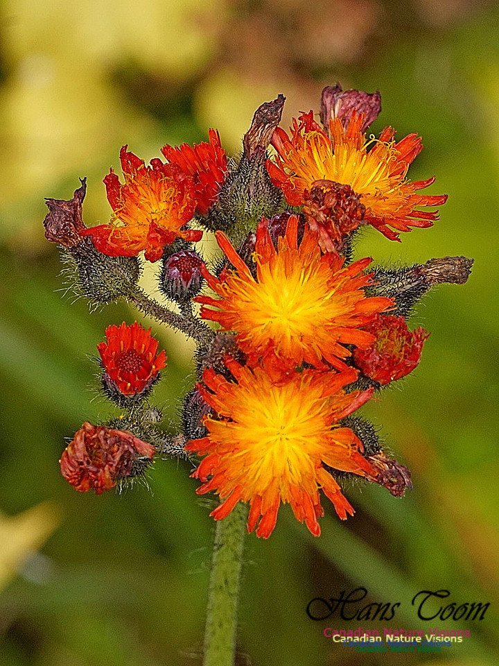 Red Hawkweed 2501