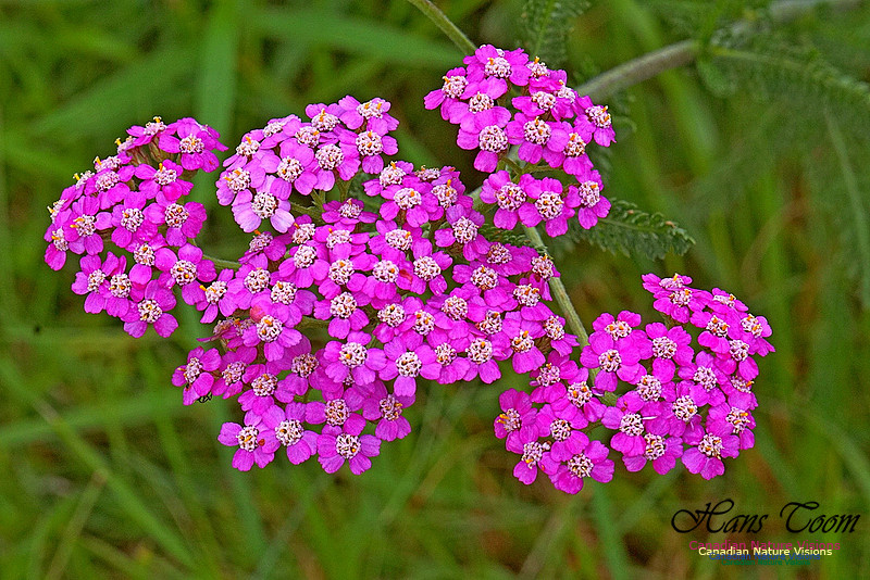 Pink Yarrow 2501
