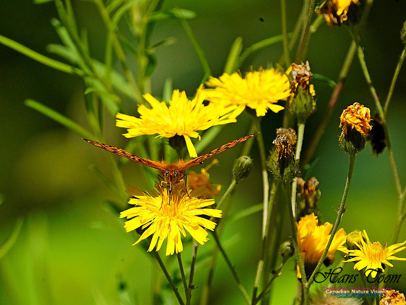 Frittillary in Canada Hawkweed 2501