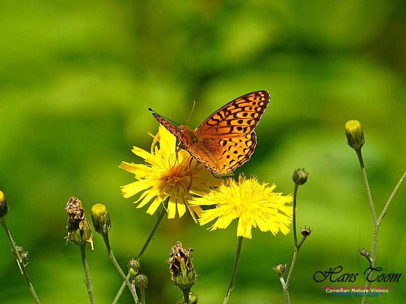 Frittillary in Canada Hawkweed 2502
