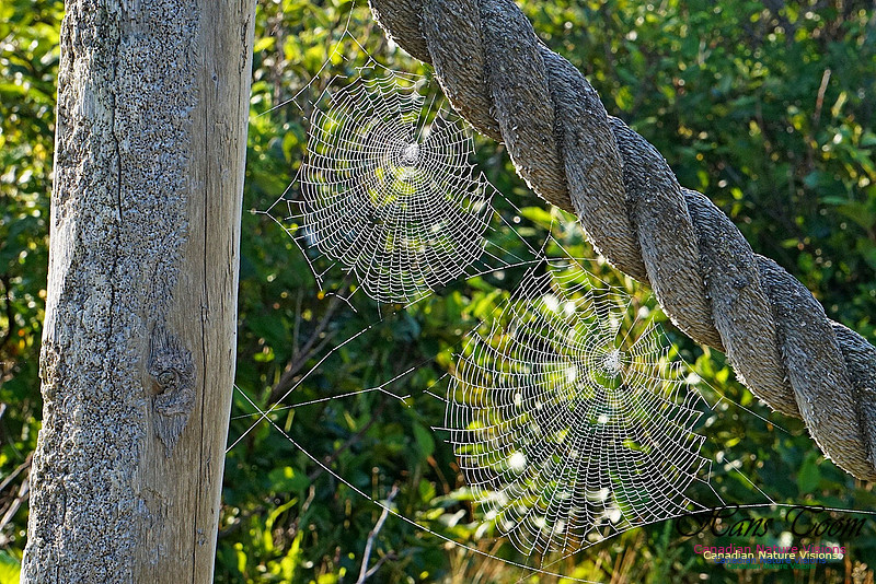 Webs in the Morning 2503