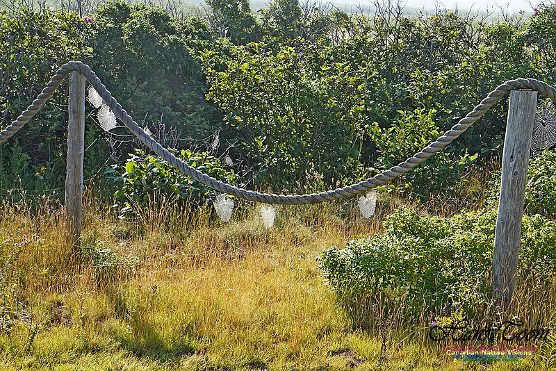 Webs in the Morning 2501