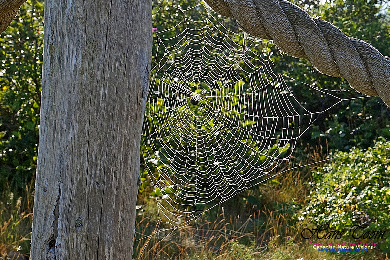 Webs in the Morning 2502