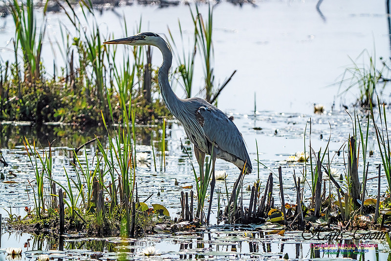 Great Blue Heron 706