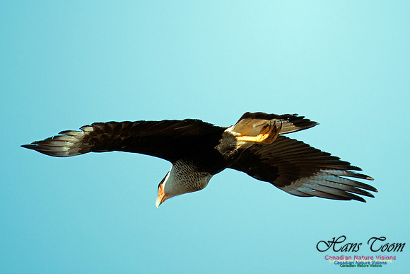 Crested Caracara