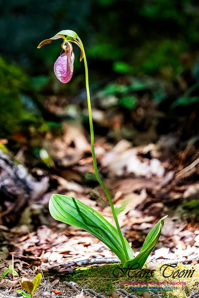 Pink Orchid Walk 112