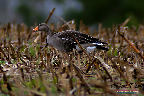 Graylag Goose