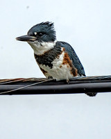 Belted Kingfisher