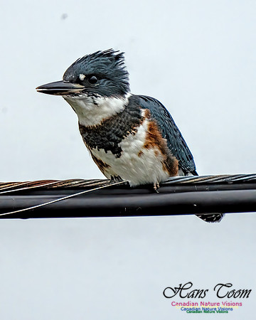 Beleted Kingfisher 100