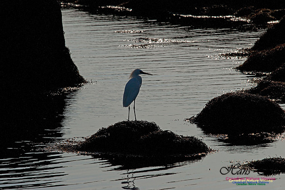Snowy Egret