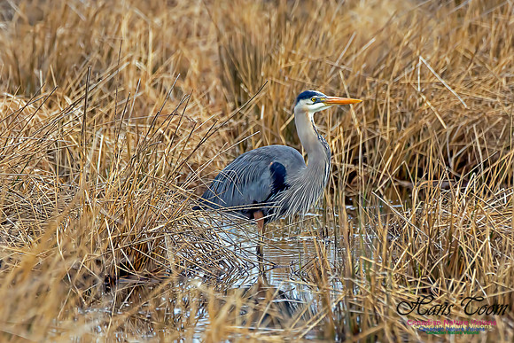 Great Blue Heron 2